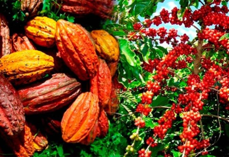 Autonomisation économique : des productrices de café-cacao formées aux outils d'épargne