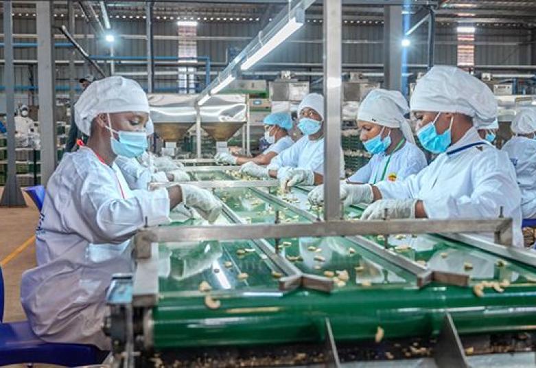 Côte d’Ivoire : Usine de noix de cajou de Boundiali, un levier de l’industrialisation