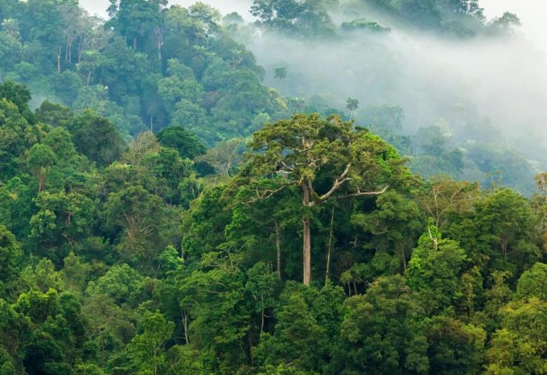 Environnement : comment la préservation des ressources naturelles rapporte gros