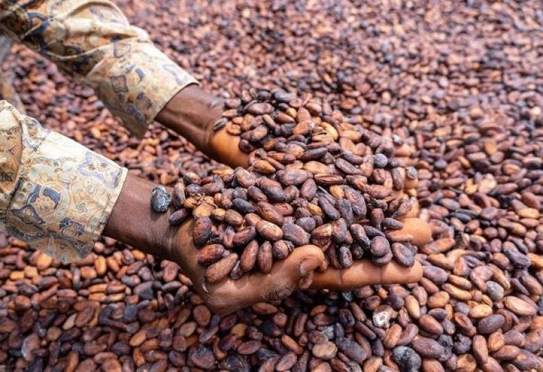 CACAO : L’Équateur sur le point de doubler le Ghana