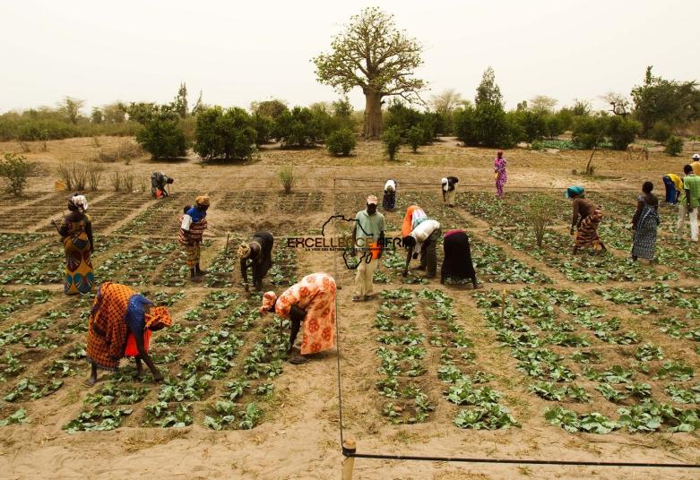 Sokone : des acteurs du secteur agricole découvrent le centre de formation de Keur Babou Diouf