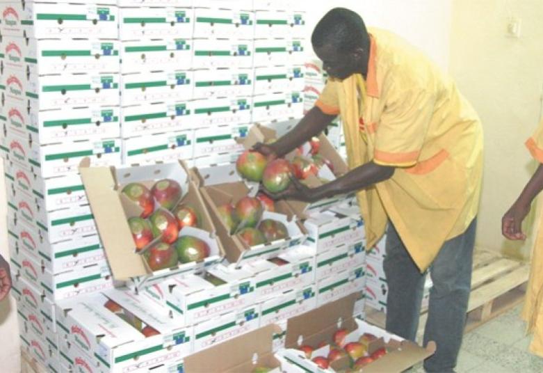 Mali : exportation de mangues vers l'UE, le pari de la traçabilité engagé